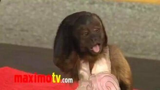 Обезьянка-звезда позирует - смотреть видео (1:20)