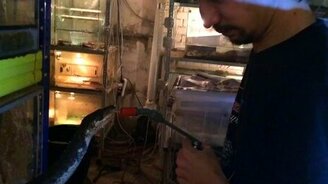 Умненький кубинский удав - смотреть видео (0:22)