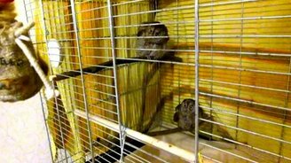 Настороженные совушки - смотреть видео (1:05)