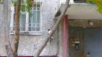 Коты-стенолазы - смотреть видео (1:53)