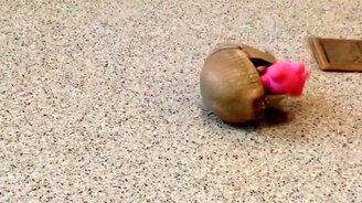 Броненосец-игрун - смотреть видео (0:33)