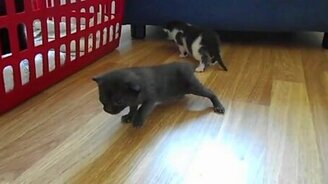 Котята познают мир - смотреть видео (0:48)