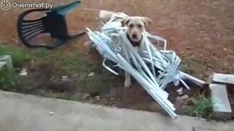 Собака и жалюзи - смотреть видео (0:20)