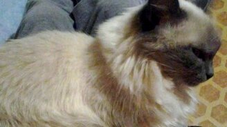 Сонная кошка после водных процедур - смотреть видео (1:07)