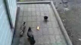 Жадный голубь - смотреть видео (0:17)