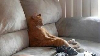 Кот слушает тяжёлую музыку - смотреть видео (1:00)