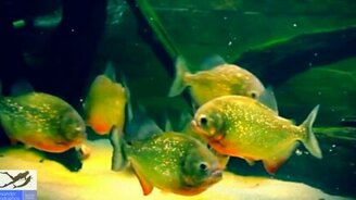 Покормили пираней курочкой - смотреть видео (2:51)