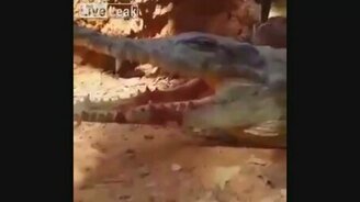 Птенец попал в ловушку крокодила - смотреть видео (0:16)