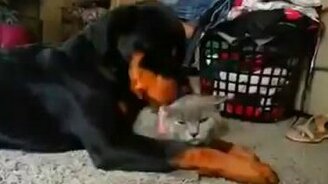 Щенок ротвейлера и кошка - смотреть видео (0:46)