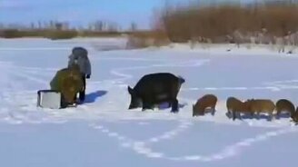 Дикие свинотки оголодали - смотреть видео (4:39)