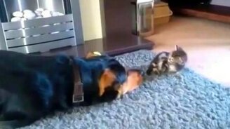 Малыш-котёнок и игривый пёс - смотреть видео (0:48)