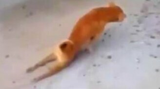 На жалость давит? - смотреть видео (0:32)