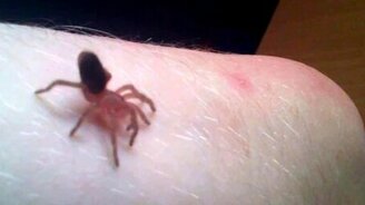 Почему паук ползёт именно так? - смотреть видео (2:30)