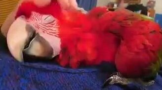 Попугай любит нежности - смотреть видео (0:31)