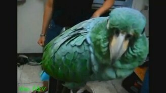 Пятёрка смешных попугаев - смотреть видео (2:35)