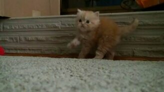 Танцующий пушистый комочек - смотреть видео (1:38)