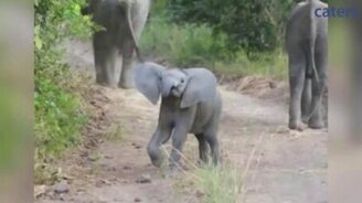 Слонёнок угрожает туристам - смотреть видео (1:03)