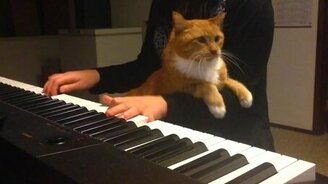 Кот на коленях пианистки - смотреть видео (1:48)