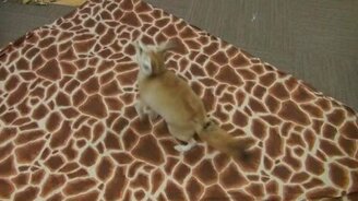 Фенек и мыльные пузырики - смотреть видео (0:31)