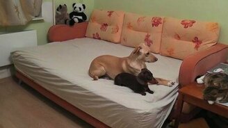 Собаки в ожидании тебя - смотреть видео (1:51)