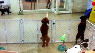 Смешной пёс на задних лапах - смотреть видео (0:29)