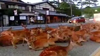 Олени и косули вышли к людям - смотреть видео (1:23)