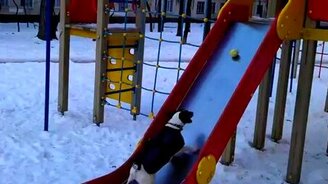 Пёс и шарик на горке - смотреть видео (0:34)