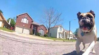 Погоня английского бульдога - смотреть видео (1:21)