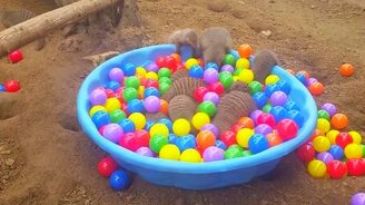 Мангусты среди разноцветных шариков - смотреть видео (0:49)