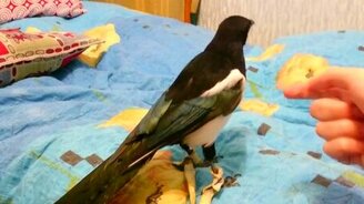 Сорока даёт лапку - смотреть видео (0:14)