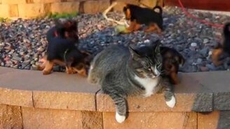 Котяру атакуют собаки - смотреть видео (1:18)