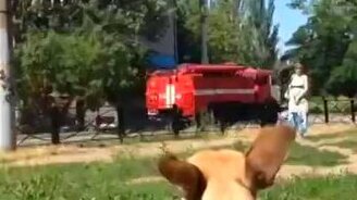 Собака воет на сирену - смотреть видео (0:15)