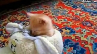 Котята засыпают - смотреть видео (2:13)