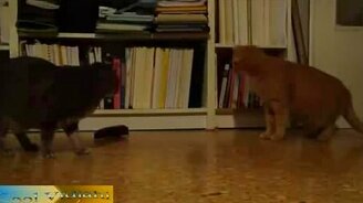 Кошки против метронома - смотреть видео (1:45)