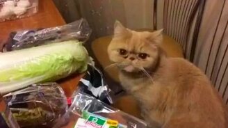 Кот-вегетарианец - смотреть видео (1:28)