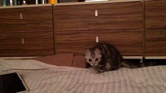 Котёнок-динозавр - смотреть видео (0:09)