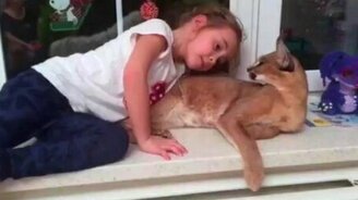 Домашний каракал - смотреть видео (2:35)