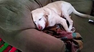 Отличие виновного пса от невинного - смотреть видео (1:14)