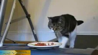 Прежде, чем поесть - погуляй - смотреть видео (2:09)