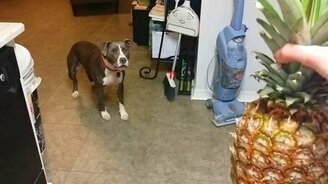 Неведомый ананас и смелый пёс - смотреть видео (1:03)