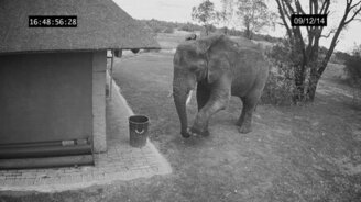 Слон-дворник - смотреть видео (1:06)