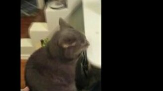 Кошка и вкусный стол - смотреть видео (0:28)