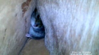 Хомяк прячется в диване - смотреть видео (1:07)