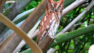 Сова против белки - смотреть видео (4:06)