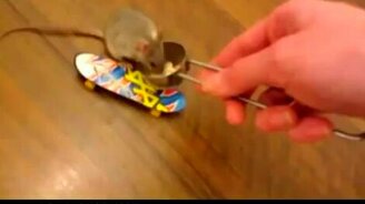 Умненький крысеныш - смотреть видео (1:12)