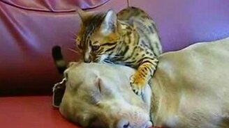 Кошка делает массаж головы собаке - смотреть видео (0:43)
