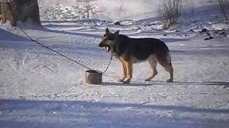 Хозяин, хочу добавки! - смотреть видео (1:40)