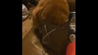 Ловушка для любопытного кота - смотреть видео (0:20)