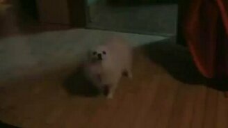 Собачий ремикс - смотреть видео (0:48)