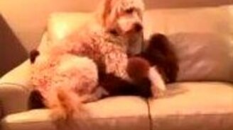 Собака успокоила своего друга - смотреть видео (0:19)